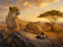 Eleganter Gepard bei Sonnenuntergang, Leinwand oder Fine Art Print