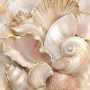Muscheln in zarten Tönen, Leinwand oder Poster mit luxuriöser Wirkung