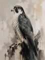 Falke in Grau und Schwarz als Wandbild oder Kunstdruck