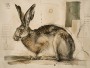 Hase im skizzenhaften Stil als Leinwand oder Fine Art Print