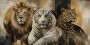 Majestätische Raubkatzen als Leinwand oder Acrylbild