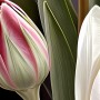 Tulpen
