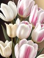 Tulpen Blumen