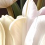 Tulpen Blumen
