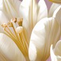 Vier Tulpen