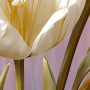 Vier Tulpen