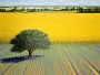 Weizenfeld